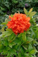 Rhododendron luteum Gibraltar 80- 100 cm