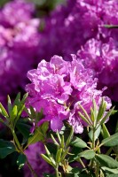 Rhododendron Hybride “Lee’s Dark Purple“ II mB 90-100