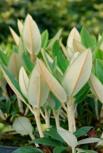 Rhododendron taliense Honigduft mB 70- 80