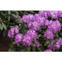 Rhododendron Hybriden Alfred C 80-90