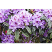 Rhododendron Hybriden Blue Peter C 80-90
