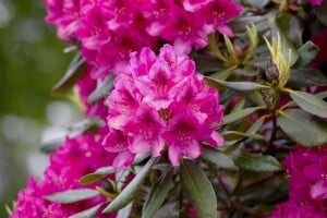 Rhododendron Hybriden Nova Zembla C 80-90