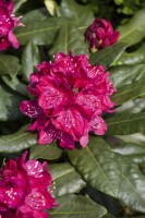 Rhododendron Hybriden Nova Zembla C 80-90