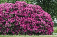 Rhododendron Hybriden Nova Zembla C 80-90