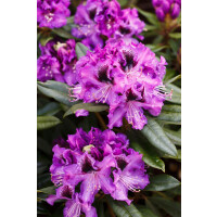 Rhododendron Hybride “Blaue Jungs” mB 100-120