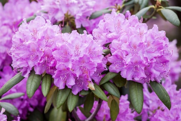 Rhododendron Hybriden Roseum Elegans C 100-120