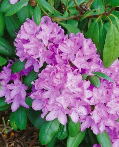 Rhododendron Hybriden Roseum Elegans C 100-120