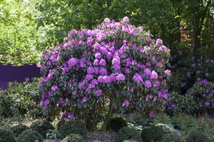 Rhododendron Hybriden Roseum Elegans C 100-120