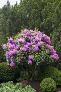 Rhododendron Hybriden Roseum Elegans C 100-120