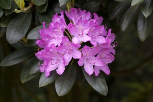 Rhododendron Hybriden Roseum Elegans C 100-120