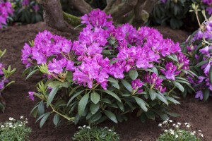 Rhododendron Hybriden Roseum Elegans C 100-120