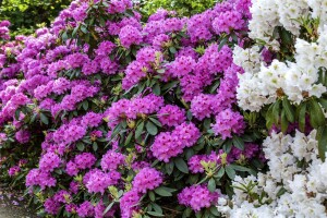 Rhododendron Hybriden Roseum Elegans C 100-120