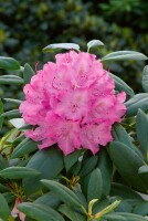 Rhododendron Hybriden Roseum Elegans C 100-120