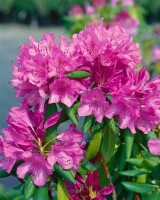 Rhododendron Hybriden Roseum Elegans C 100-120