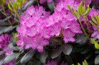 Rhododendron Hybriden Roseum Elegans C 100-120