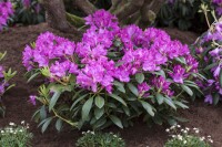 Rhododendron Hybriden Roseum Elegans C 100-120