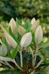 Rhododendron taliense Honigduft mB 100- 120