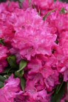 Rhododendron makinoi Diamant Sta mB Krbr. 80-90 Sth. 70- 80