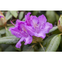 Rhododendron Hybriden Boursault Gruppe I 140-160