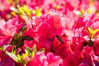 Rhododendron micranthum Little Red II mB 30- 40