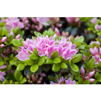 Rhododendron micranthum Rokoko III mB 30- 40