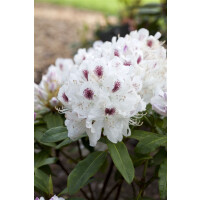 Rhododendron Schneebukett II C 5 INKARHO -R- 30- 40