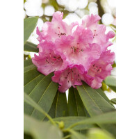 Rhododendron Dufthecke rosa C 5 INKARHO -R- 30- 40