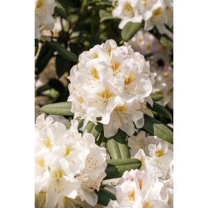 Rhododendron Dufthecke weiß C 5 INKARHO -R- 30- 40