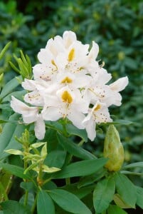 Rhododendron Madame Masson II mB INKARHO -R- 40- 50