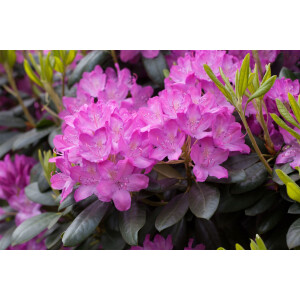 Rhododendron Roseum Elegans I mB 50- 60