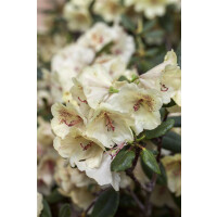 Rhododendron Viscy III mB INKARHO -R- 40- 50