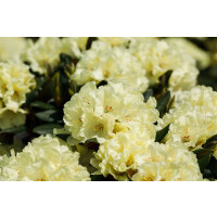 Rhododendron Dufthecke gelb mB INKARHO -R- 40- 50