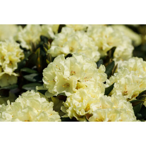 Rhododendron Dufthecke gelb C 5 INKARHO -R- 40- 50