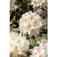 Rhododendron Dufthecke weiß C 5 INKARHO -R- 40- 50