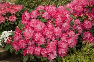 Rhododendron Germania C 5 INKARHO -R- 40- 50