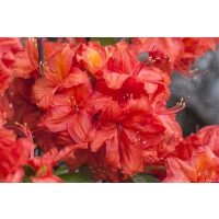 Rhododendron luteum Feuerwerk I C 10 50-  60