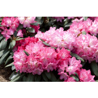 Rhododendron yakushimanum Anuschka I mB INKARHO -R- 30- 40