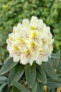 Rhododendron Hybride Dufthecke  gelb -R- INKARHO  -R- C...