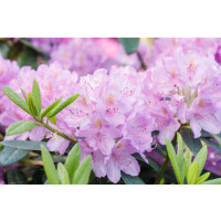 Rhododendron Hybride Dufthecke Lila  -R- C 12...
