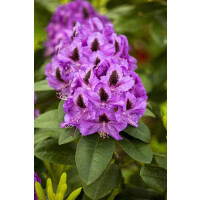 Rhododendron Orakel III mB 50- 60