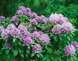 Rhododendron Catawbiense Grandiflorum I mB INKARHO -R- 60- 70