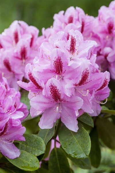 Rhododendron Furnivalls Daughter III mB INKARHO -R- 50- 60