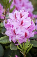 Rhododendron Furnivalls Daughter III mB INKARHO -R- 50- 60