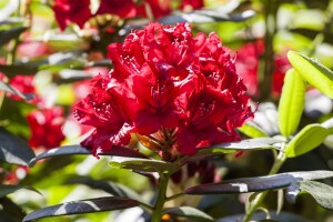 Rhododendron Vulcan III mB INKARHO -R- 50- 60