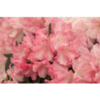 Rhododendron yakushimanum Marlis I mB 120- 140