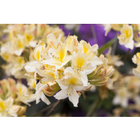 Rhododendron micranthum luteum Daviesii I mB 80- 100