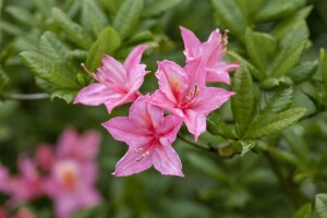 Rhododendron micranthum Rosata mB 80- 100