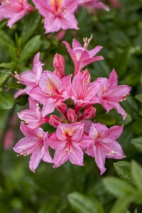 Rhododendron micranthum Rosata mB 80- 100