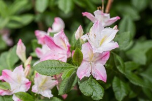 Rhododendron micranthum Rosata mB 80- 100