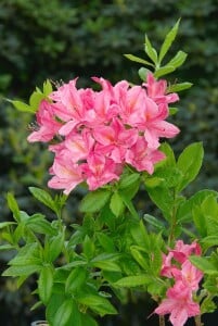 Rhododendron micranthum Rosata mB 80- 100